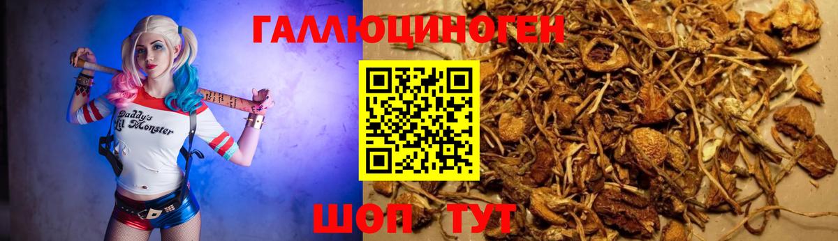 Псилоцибиновые грибы Psilocybine cubensis Красноармейск